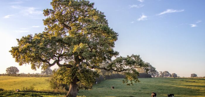 A view of a tree in a field